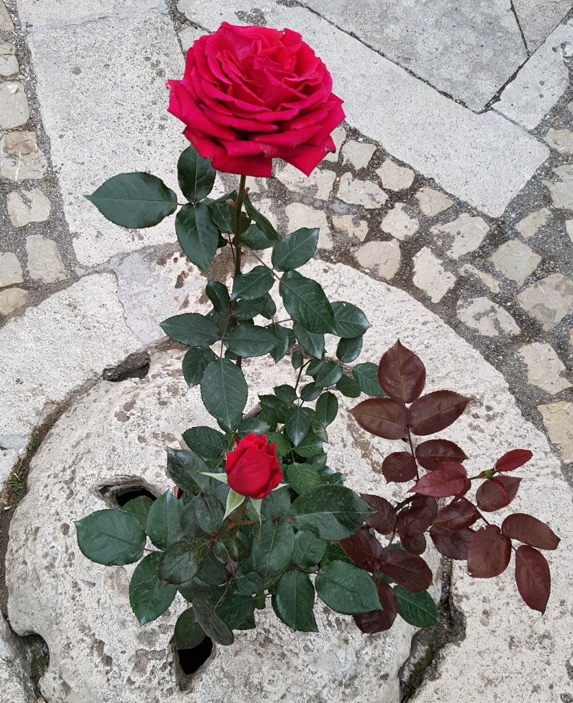 rosa